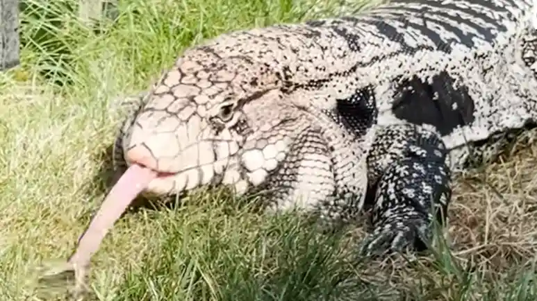 rescue lizard waits for his best friend every day