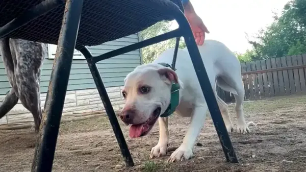 scared rescue dog finally feels safe enough to play