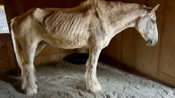 starving horses transformation will melt your heart
