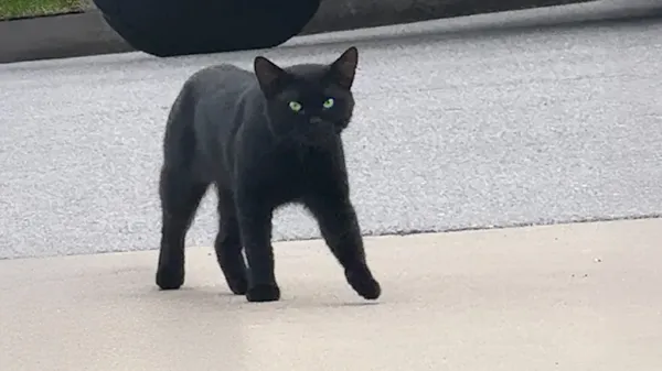 stray cat chooses his family in the sweetest way