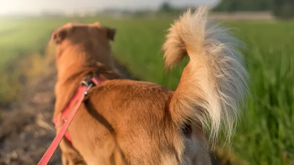 understanding your dogs tail