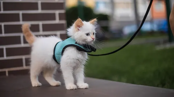 walking cat outdoors