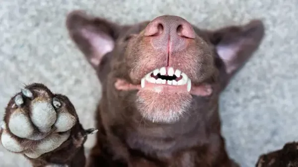 why dogs chatter teeth