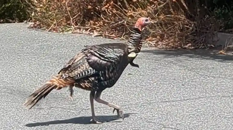 wild turkey spotted with an arrow through her chest