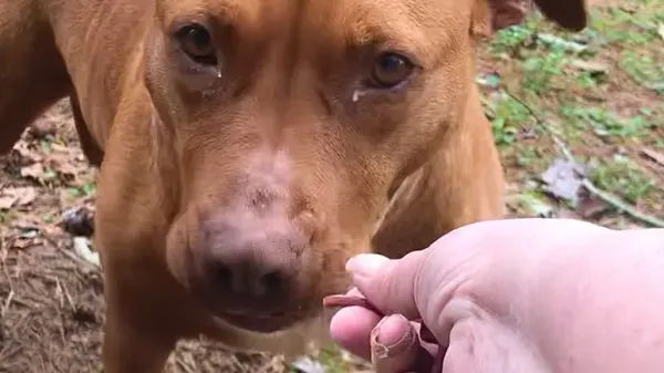 woman spends a year gaining a dog's trust