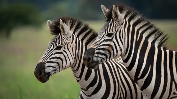 zebra stripe patterns