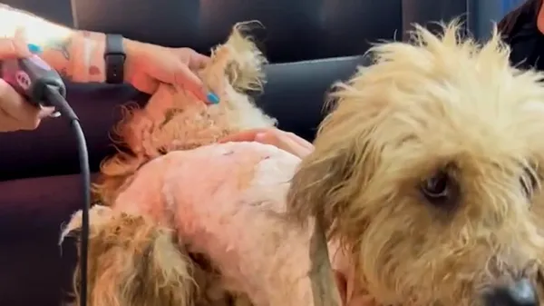 5 hours later this matted dog looks unbelievable