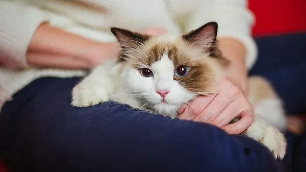 9 most affectionate cat breeds
