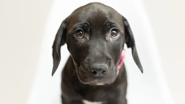 ashwagandha for dogs