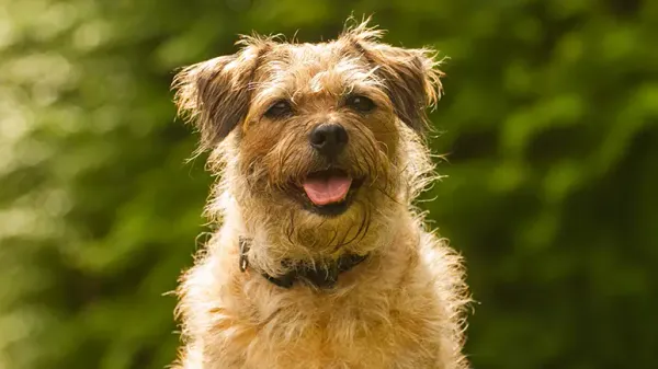 border terrier