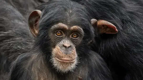 chimpanzees as pets