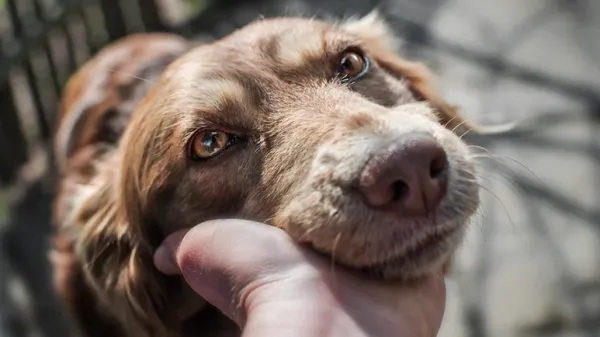 dog behavior changes