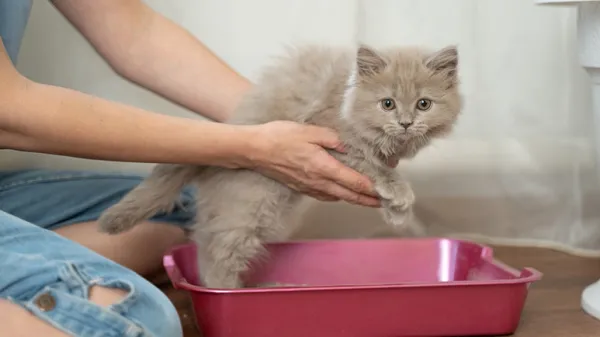 feline idiopathic cystitis