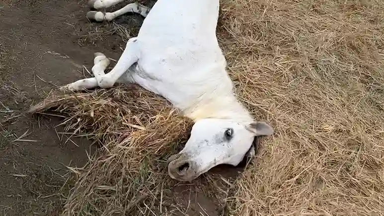 the horse everyone gave up on changed her fate