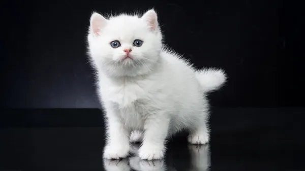 kitten socialization