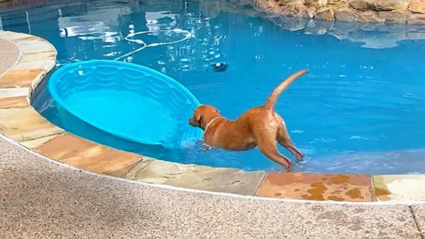 lab tries turning her kiddie pool into a boat
