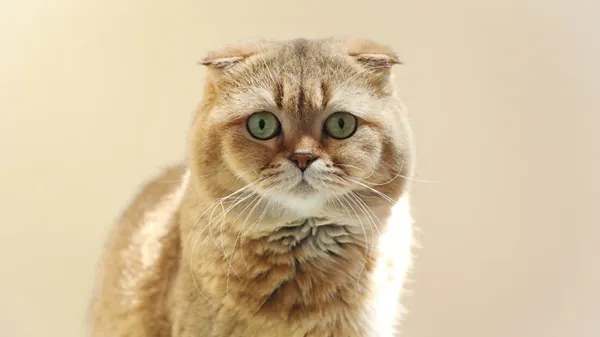 managing pain in cats