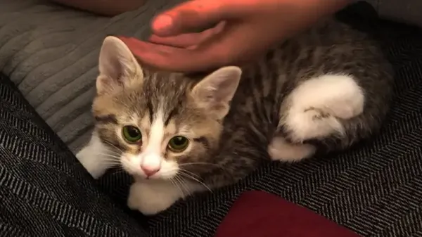 the broken kitten who taught a family what love really is