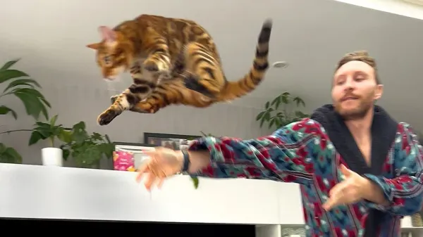 the cats who forced their dad to baby proof the whole house