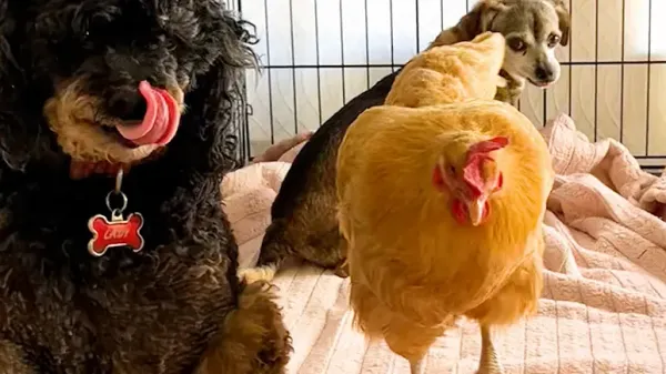 the chicken who decided shes one of the dogs
