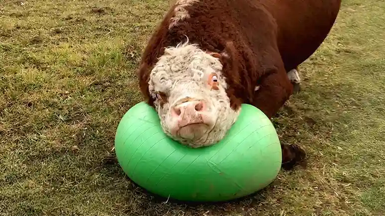 the giant bull who cant stop playing ball