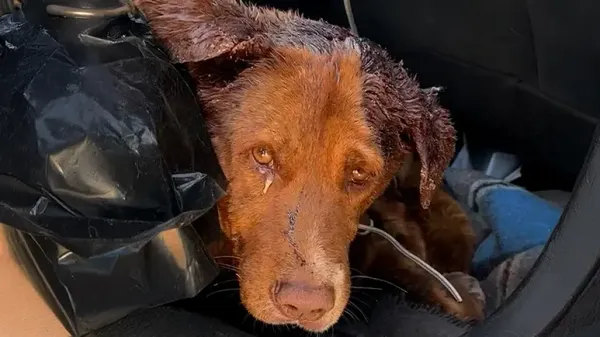 the injured dog who refused to leave his best friend behind