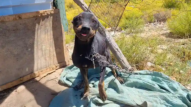 the moment a chained dog finally felt free