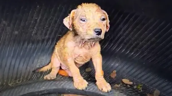the puppy hiding in a tire who refused to give up