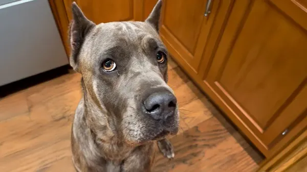 this impossible shelter dog just needed one person