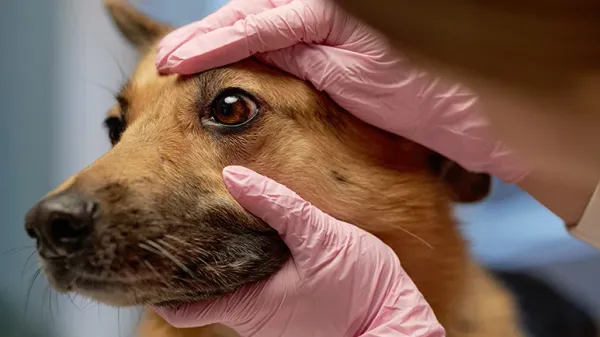 types of eye discharge in dogs