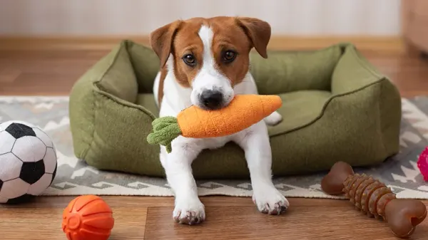 why dogs bring you their toys