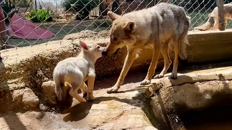 wolf dad kept crying until he found his pack