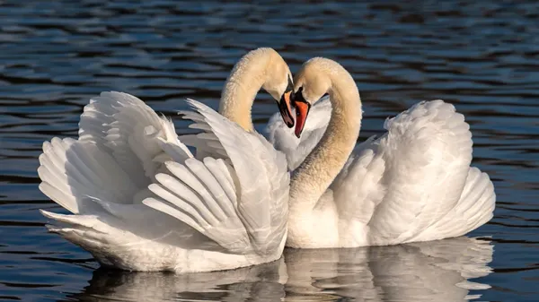 10 animals that mate for life