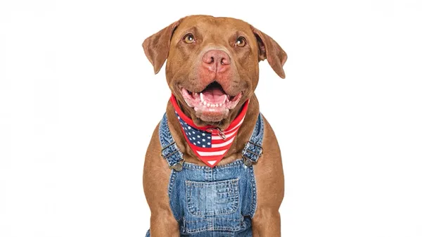 11 american dog breeds