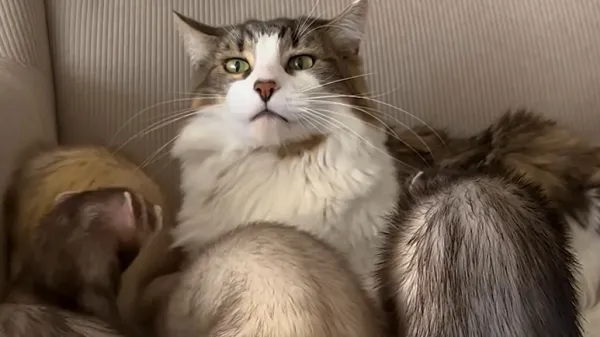 cat wrestles five ferrets like its his full time job