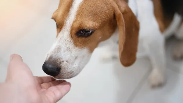 could your pup have a nose for saving lives