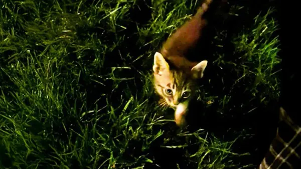 crying kitten outside the window turns into a tiny troublemaker