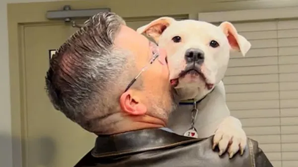 deaf pittie everyone called broken becomes a therapy dog