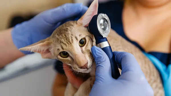 ear tumors in cats