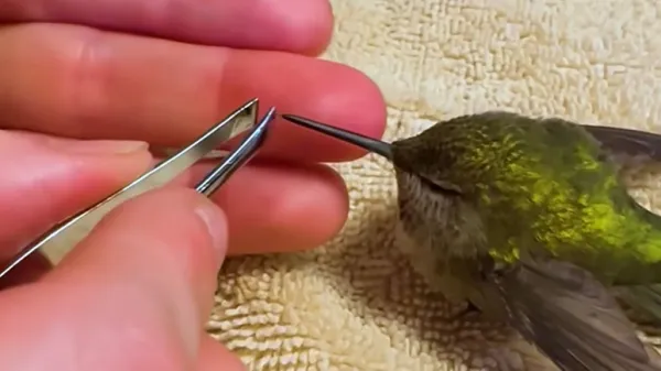 family rescues tiny hummingbird trapped in spiderweb