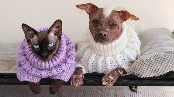 hairless cats dogs