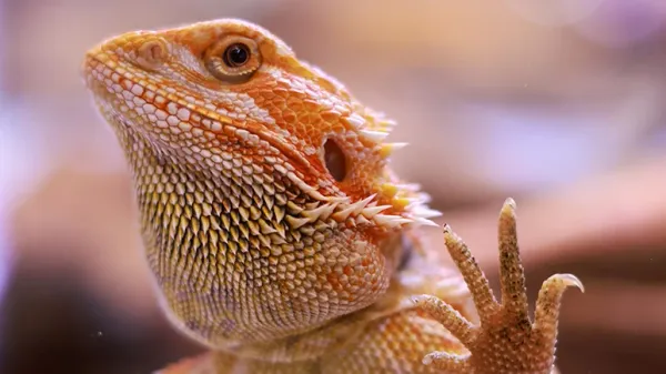 inclusion body disease reptiles