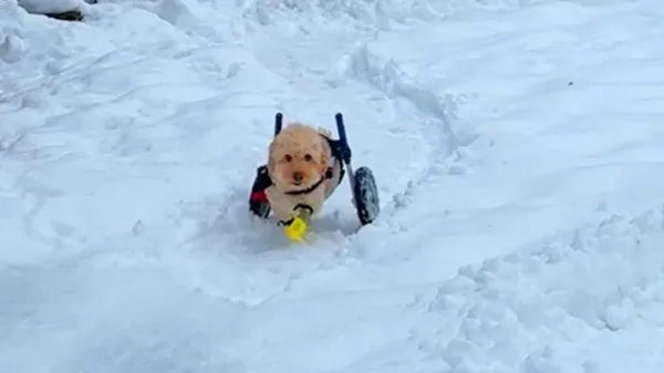 paralyzed dogs spark comes back the moment he gets his wheelchair