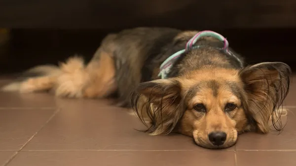 red flag symptoms in dogs