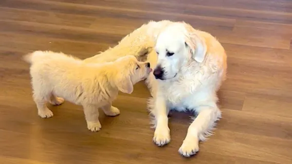 senior dog meets his new puppy brother and instantly falls in love