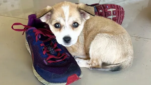 tiny puppy begs for help on the side of the road and gets saved