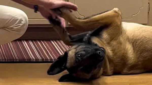 a lost dog found safety with grandma