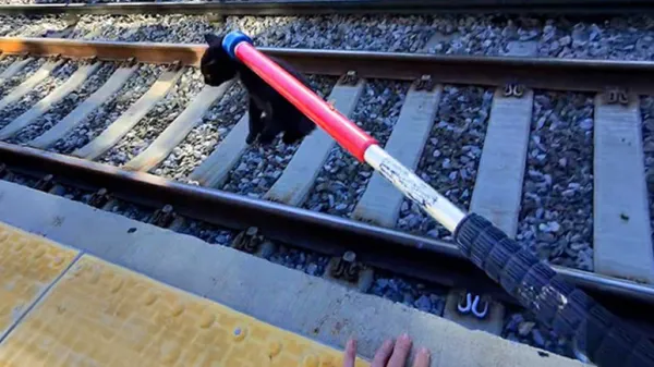 a rescue that turned into family