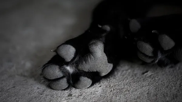 aflatoxin contamination of pet food