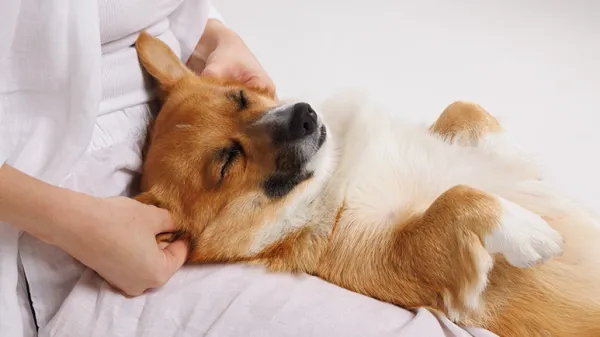 dog massage benefits and techniques
